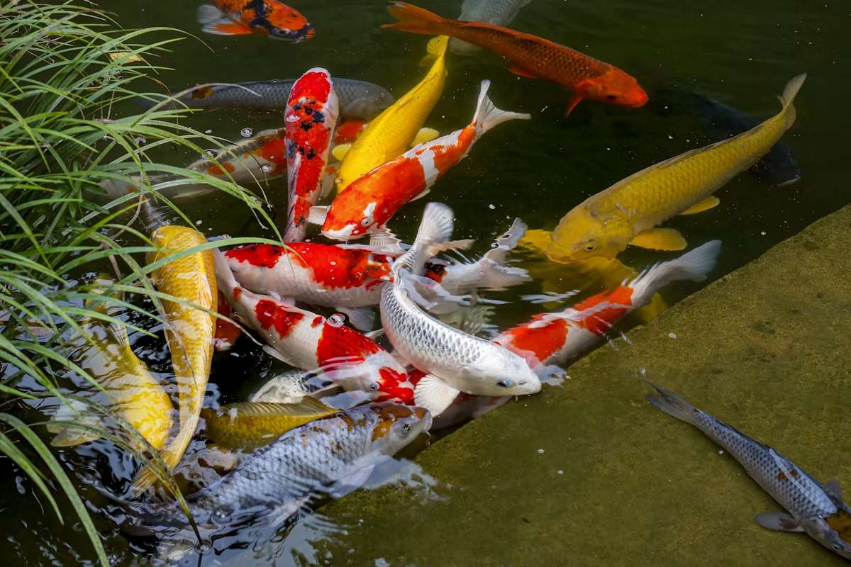 Kolam koi dilihat dari atas dengan air bersih