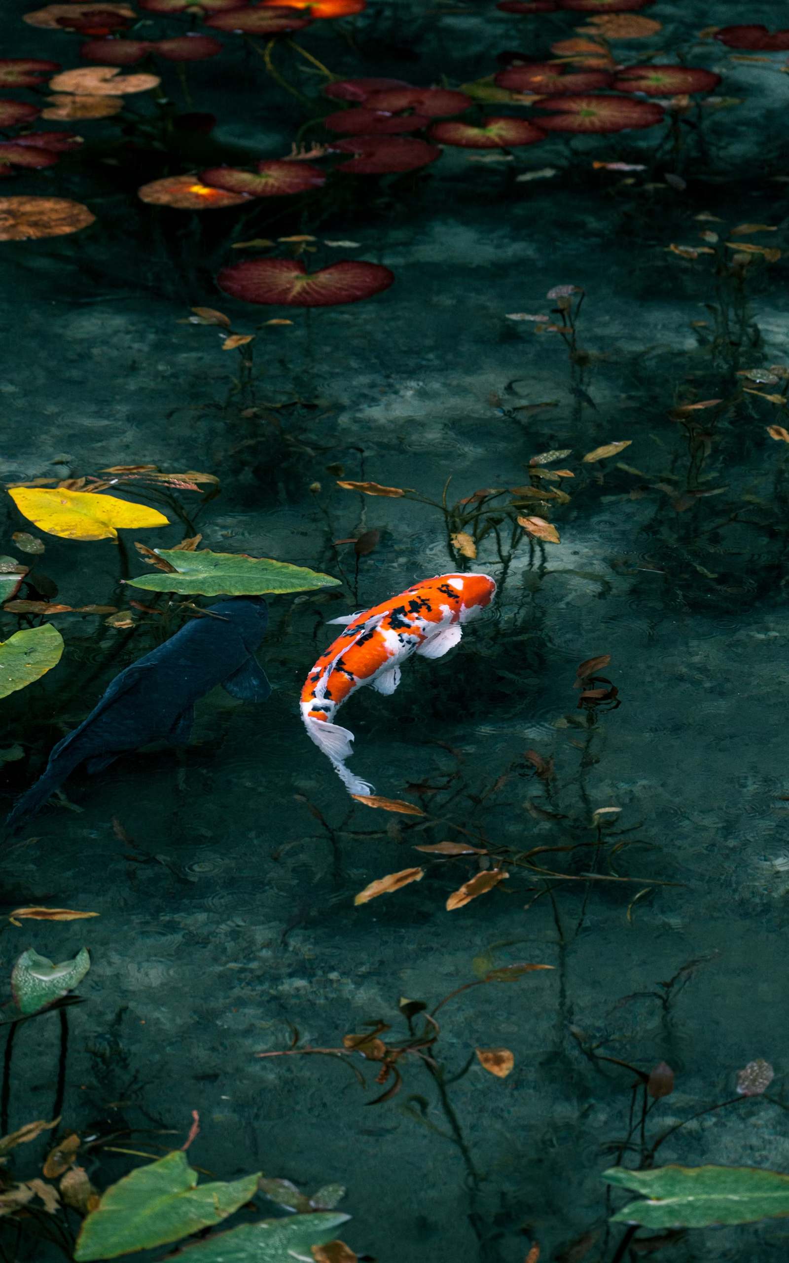 Kolam koi dengan teratai dan air yang jernih, hasil penataan dengan perlengkapan TirtaKolam