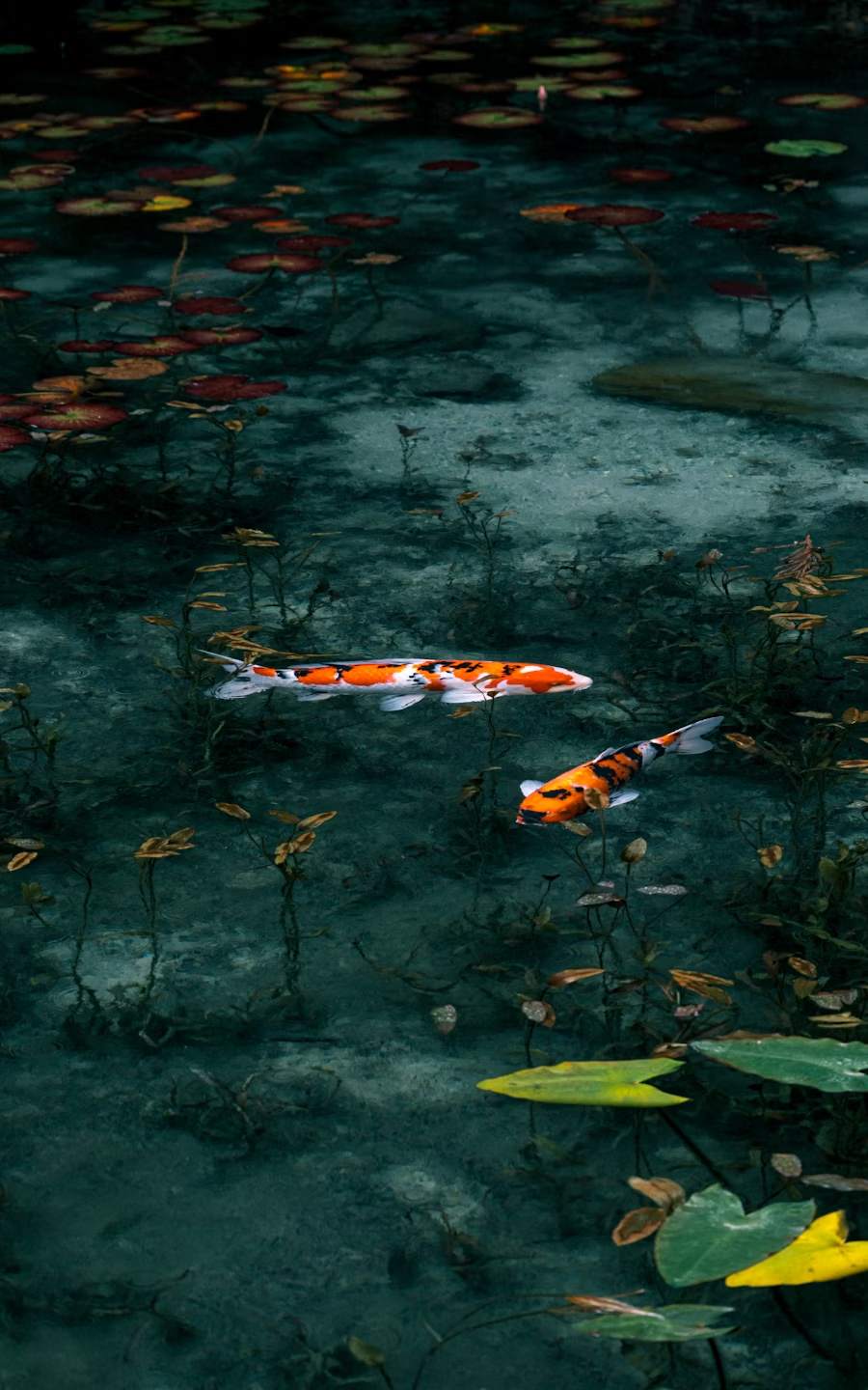 Ikan koi berenang di air kolam yang jernih