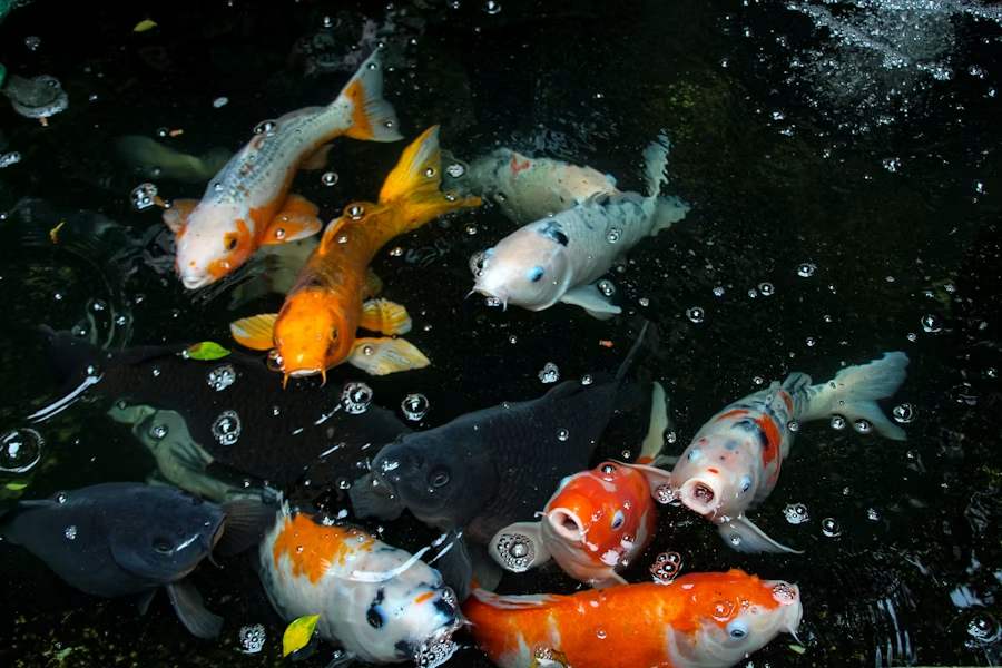 Ikan koi di kolam dengan gelembung udara dari aerator